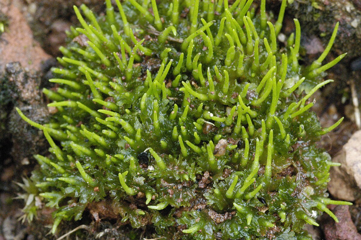 Anthoceros angustus
