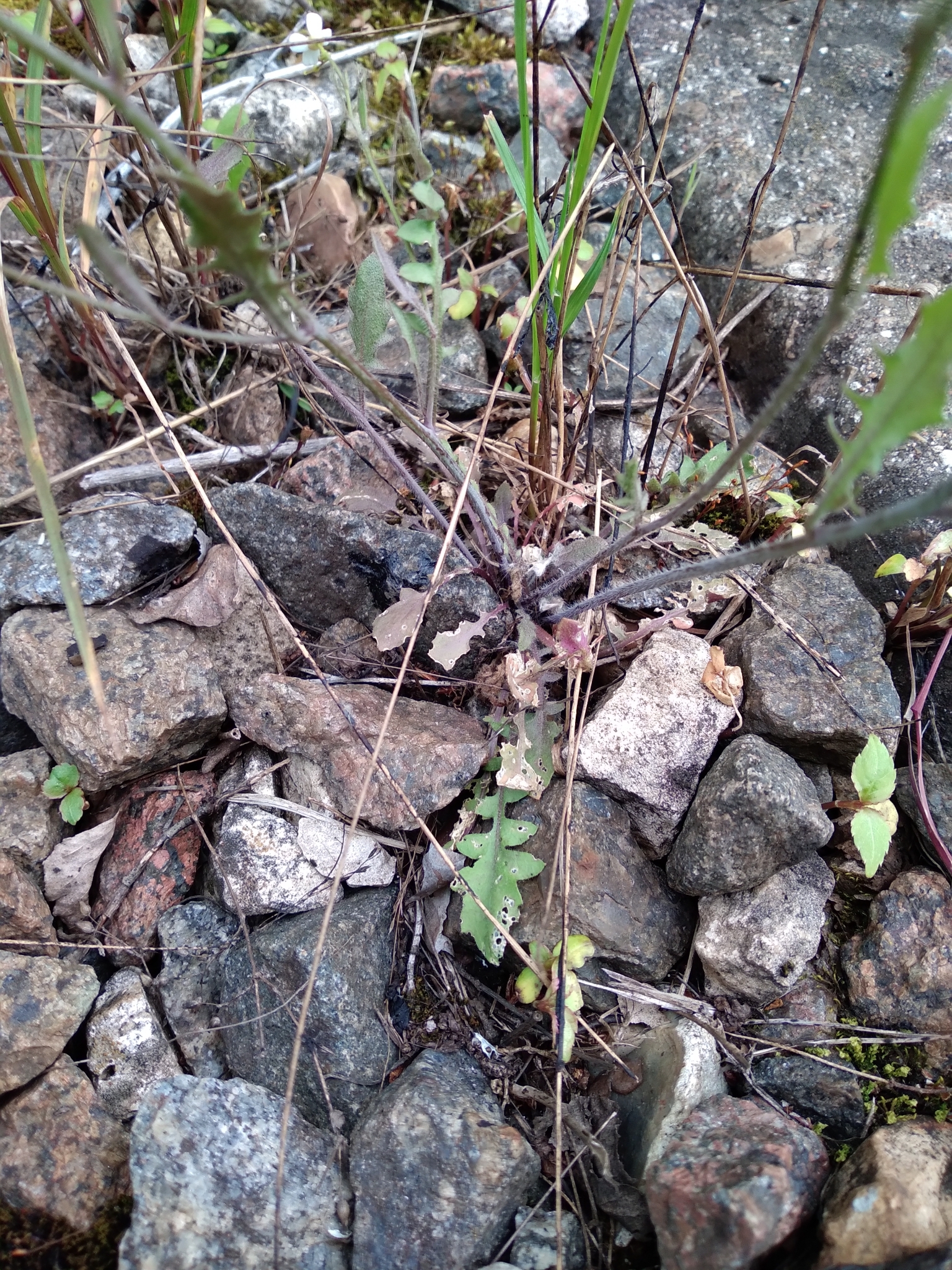 Arabidopsis arenosa