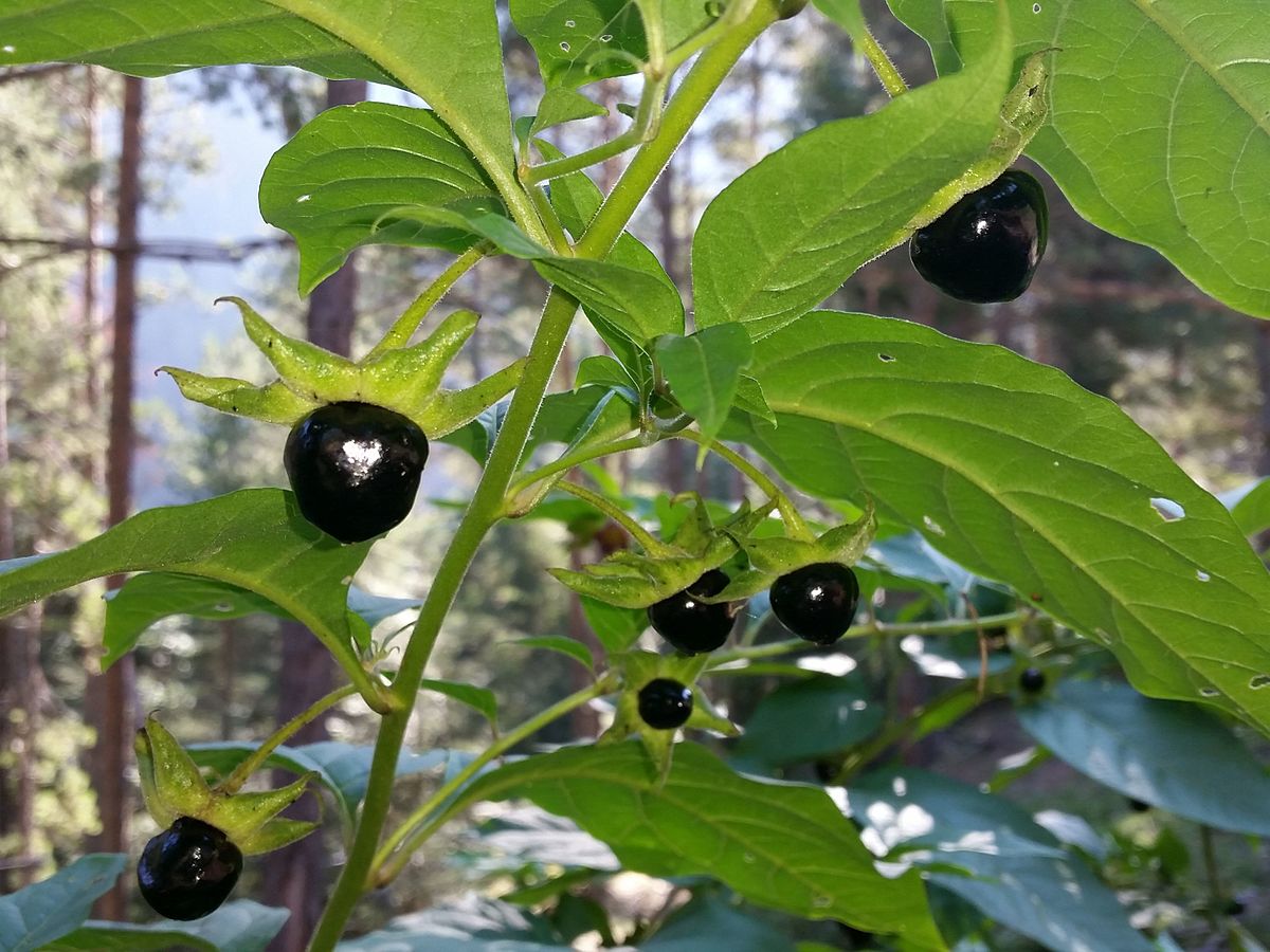Atropa belladonna