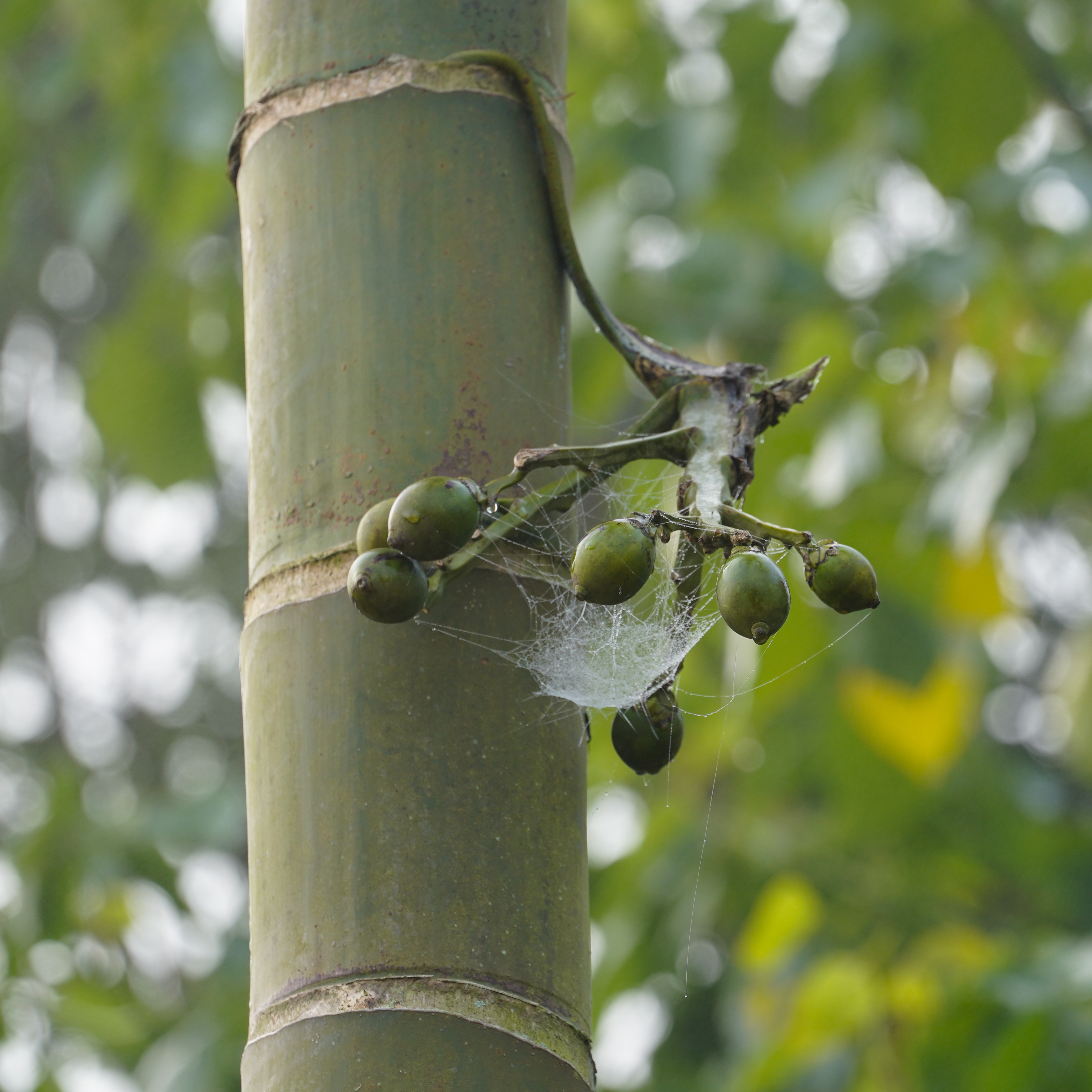 Areca catechu