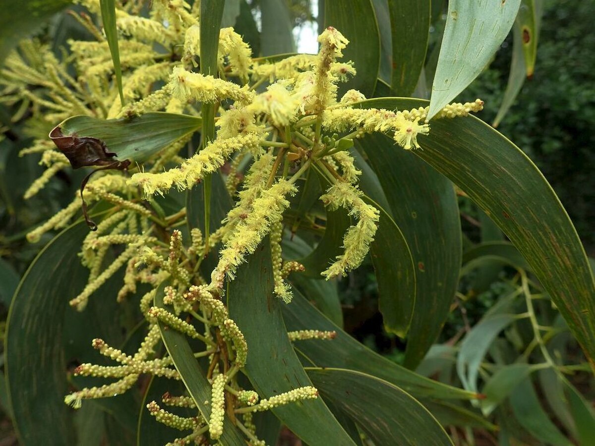 Acacia crassicarpa