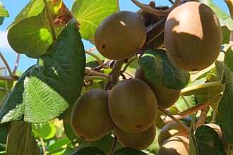 Actinidia chinensis (v4)