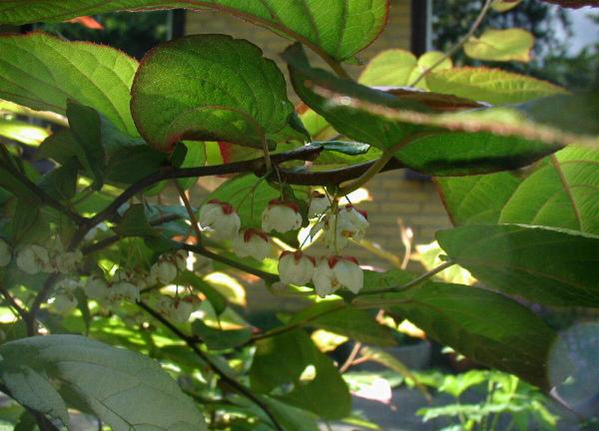 Actinidia zhejiangensis