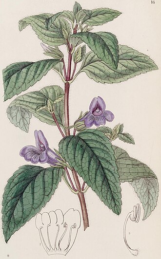 Adenosma