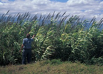 Arundo donax