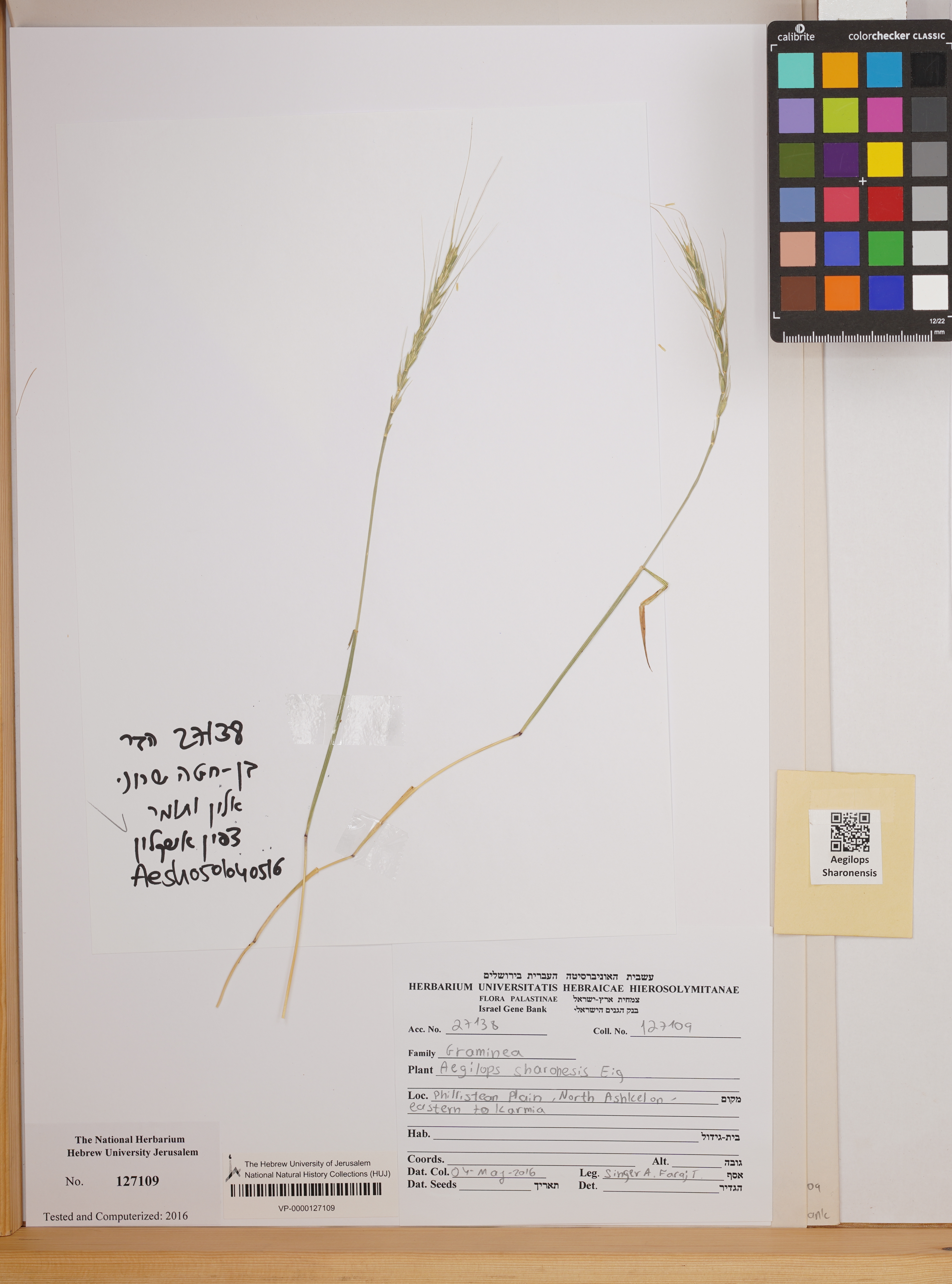 Aegilops sharonensis