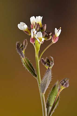 Arabis hirsuta