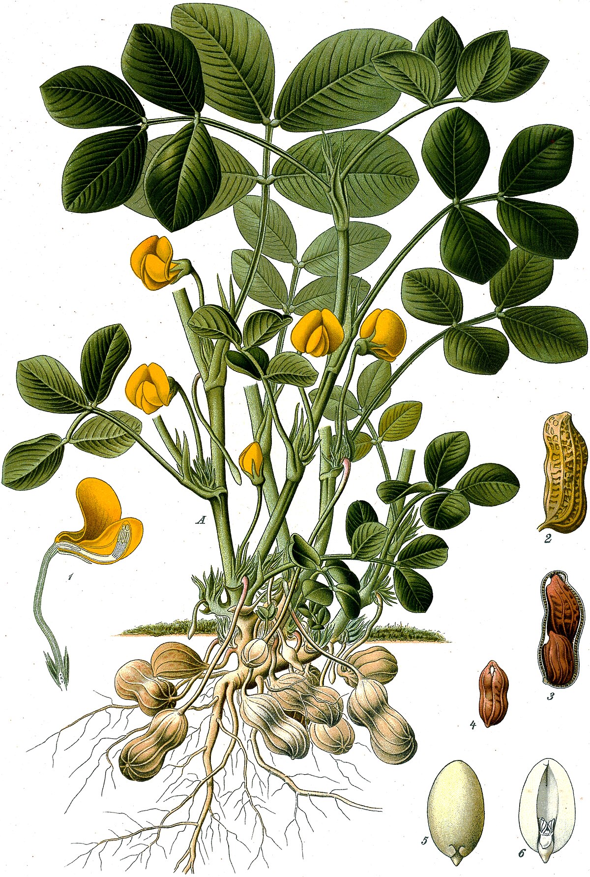 Arachis hypogaea YZ9102