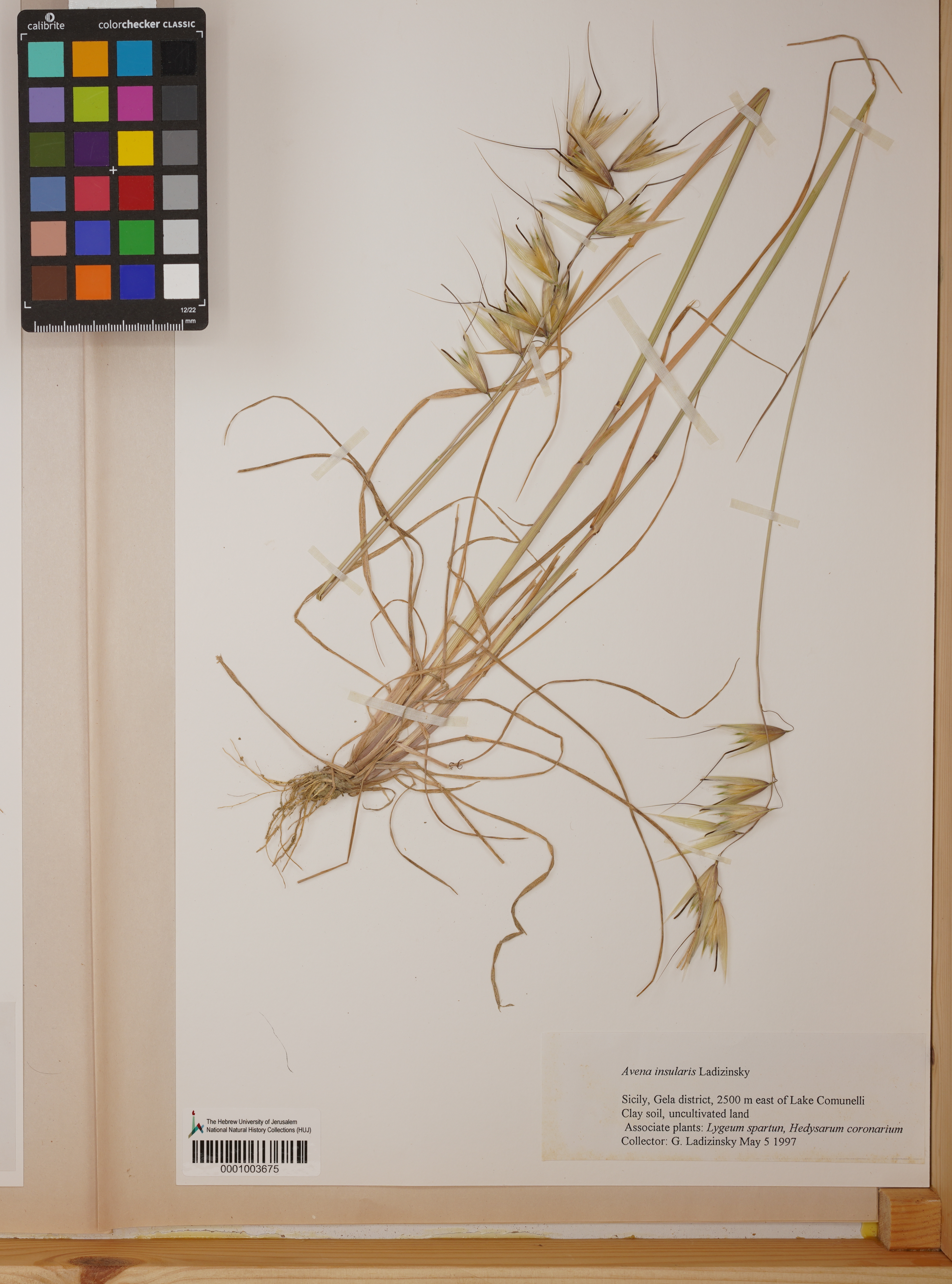Avena insularis