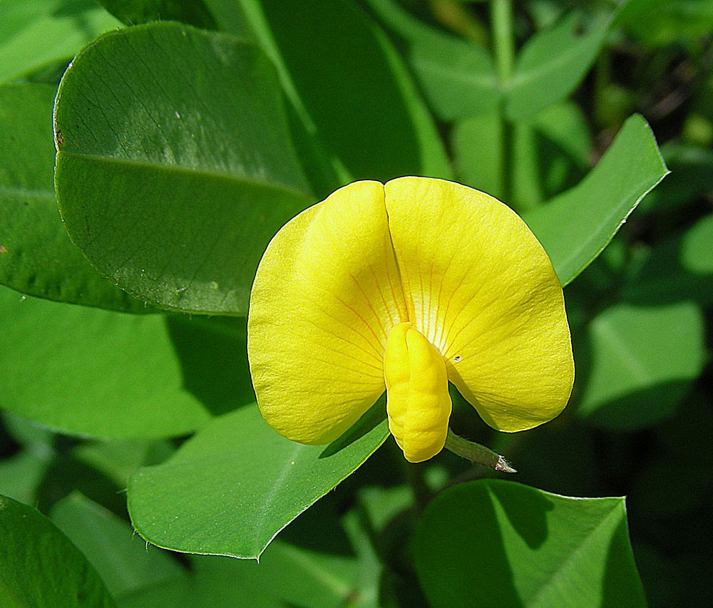 Arachis ipaensis