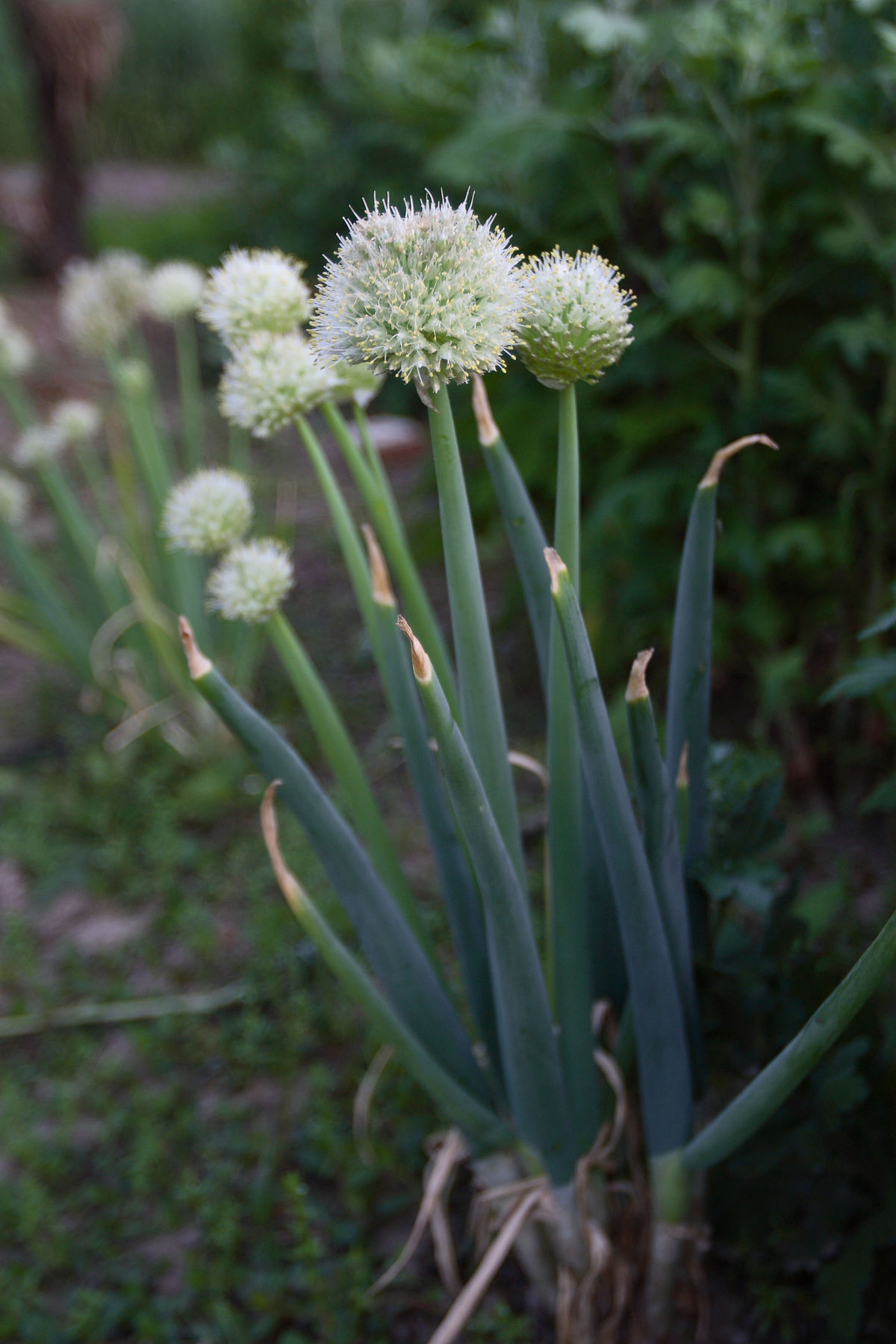 Allium fistulosum