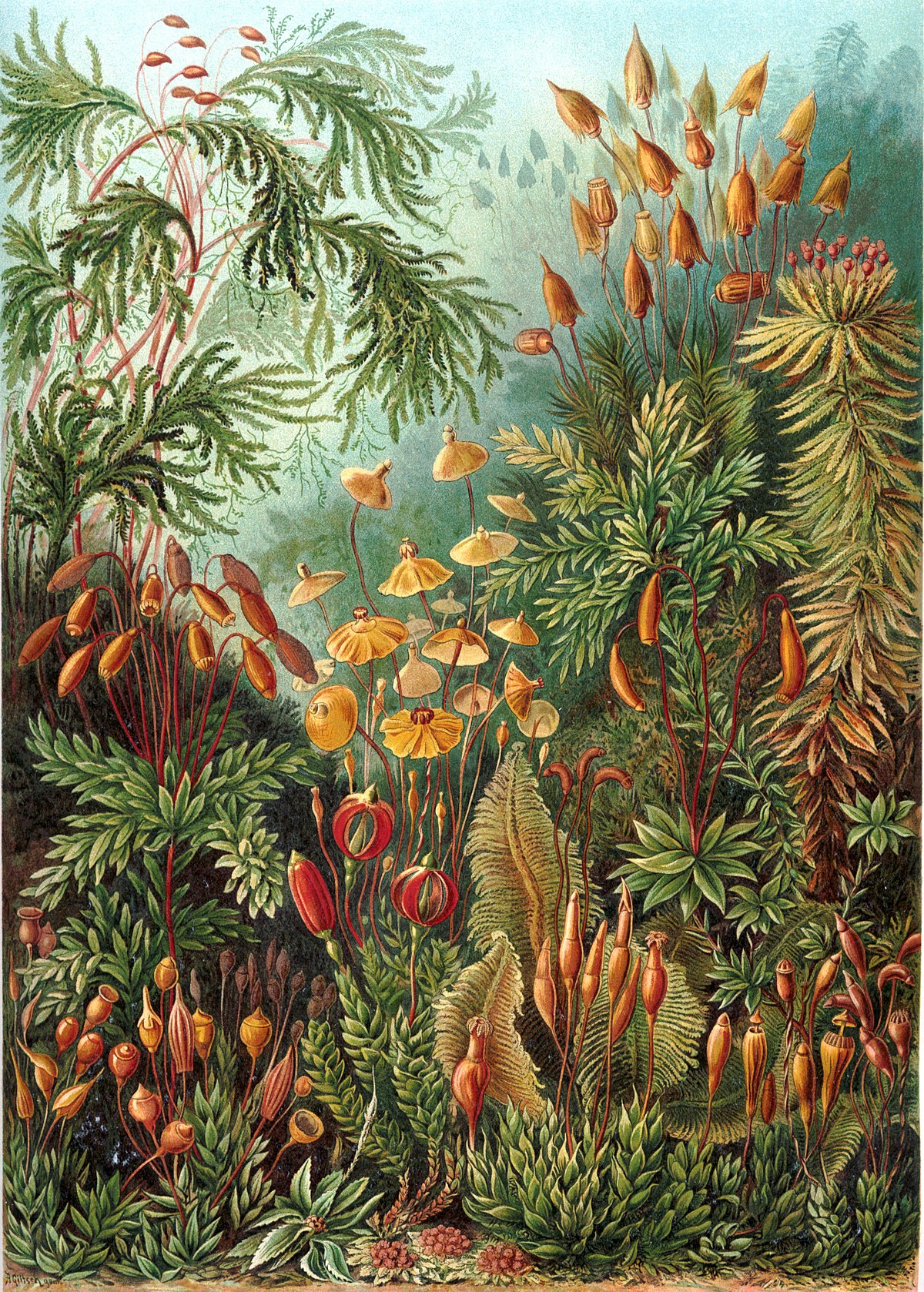 Andreaeobryum macrosporum