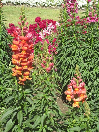 Antirrhinum majus