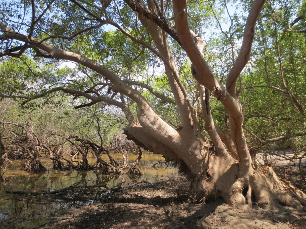 Avicennia marina