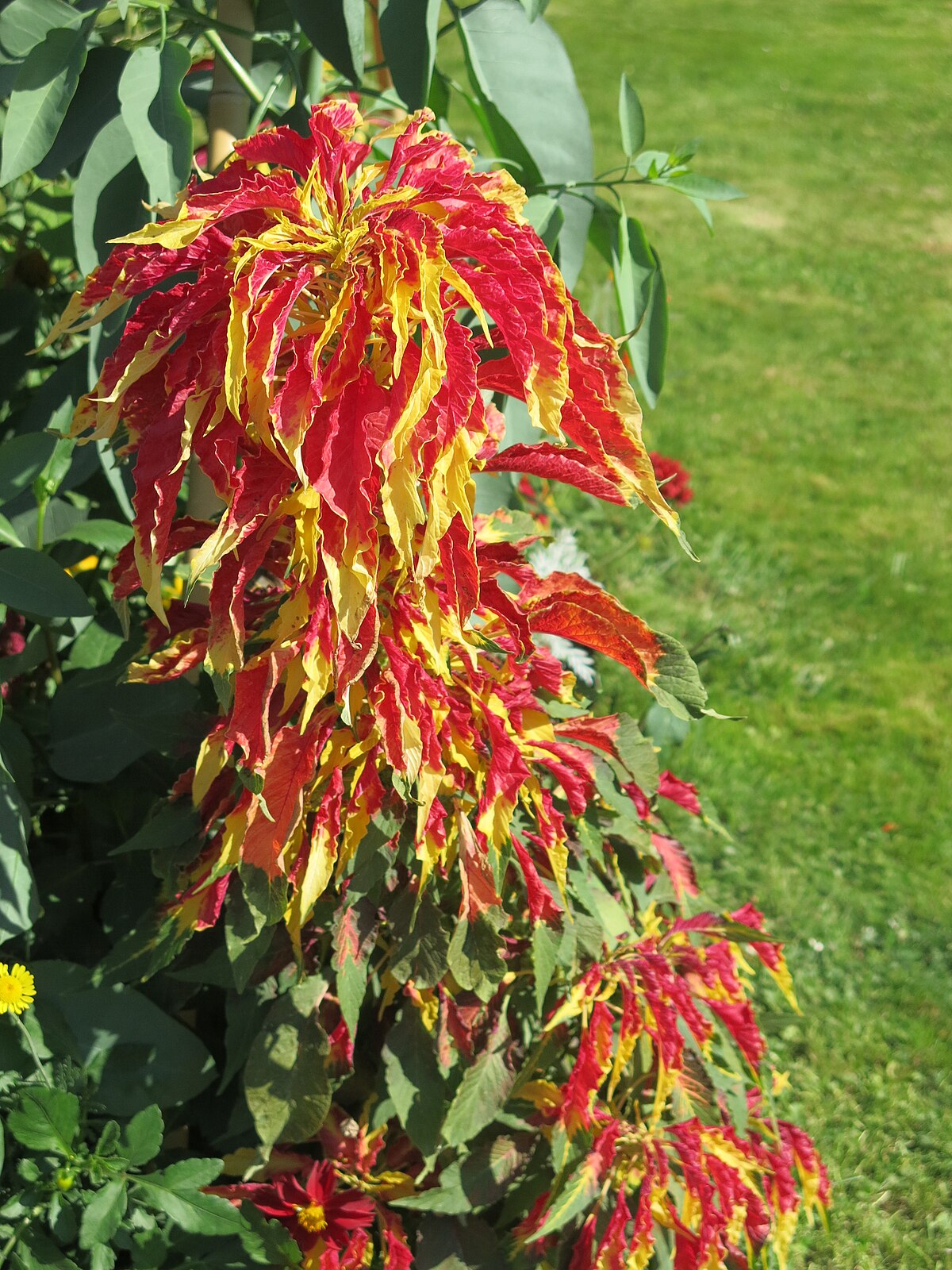 Amaranthus tricolor
