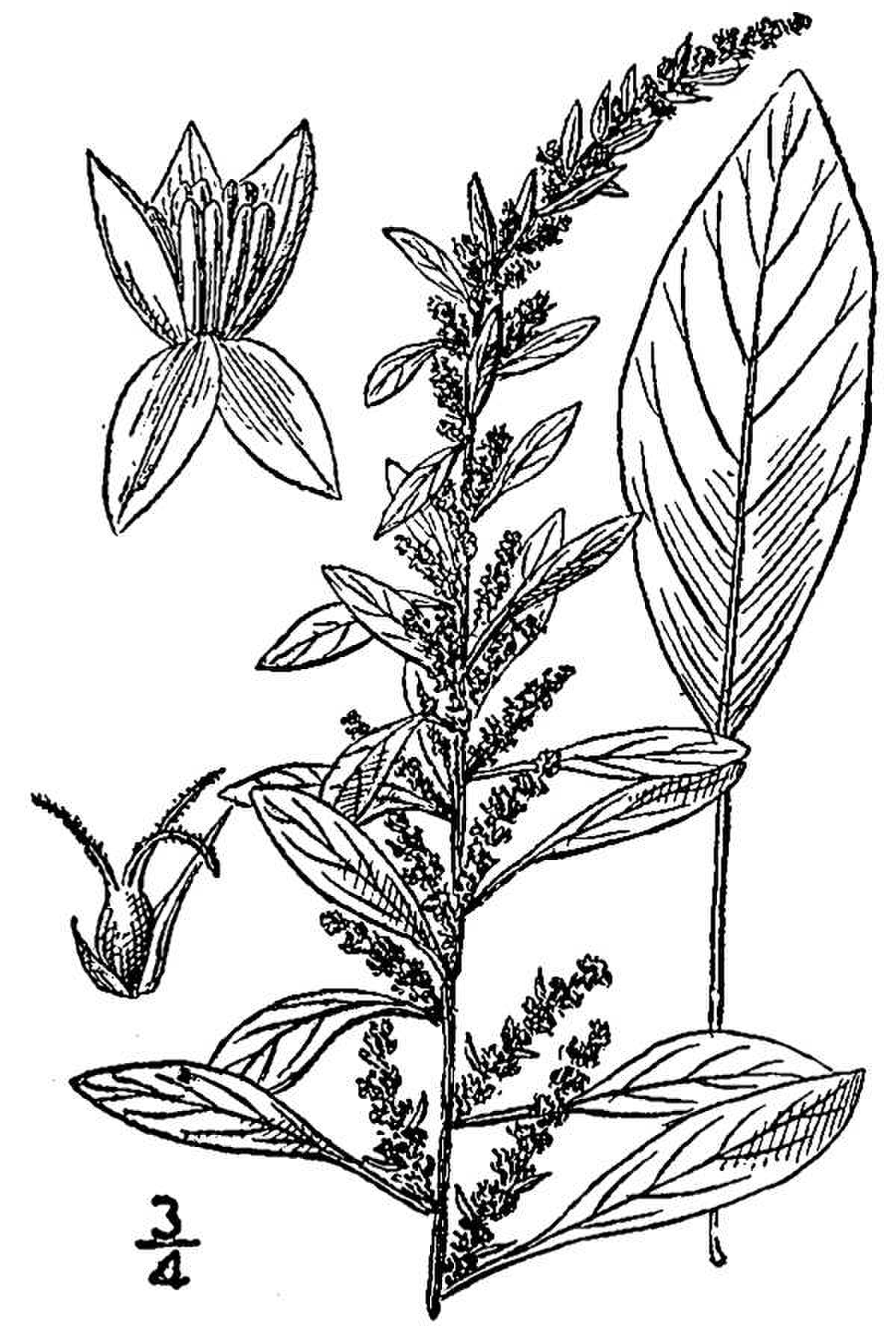 Amaranthus tuberculatus