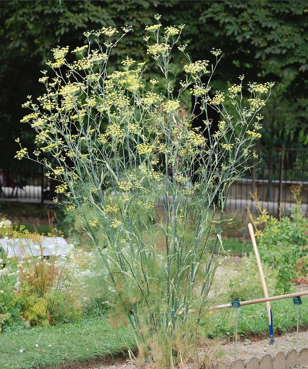 Anethum foeniculum