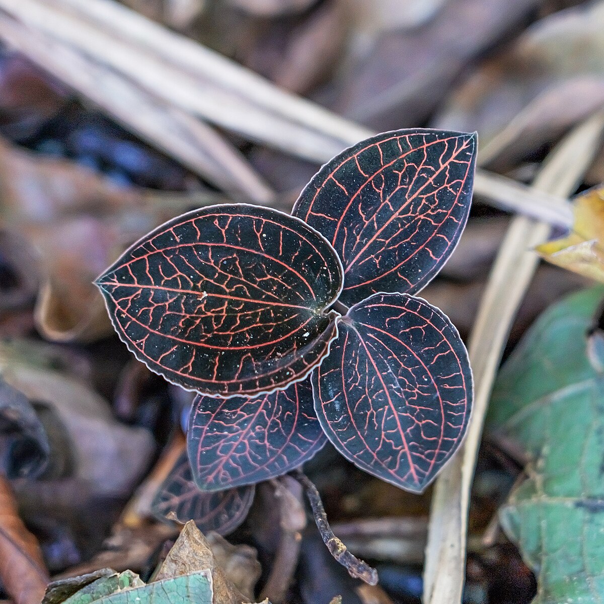 Anoectochilus roxburghii