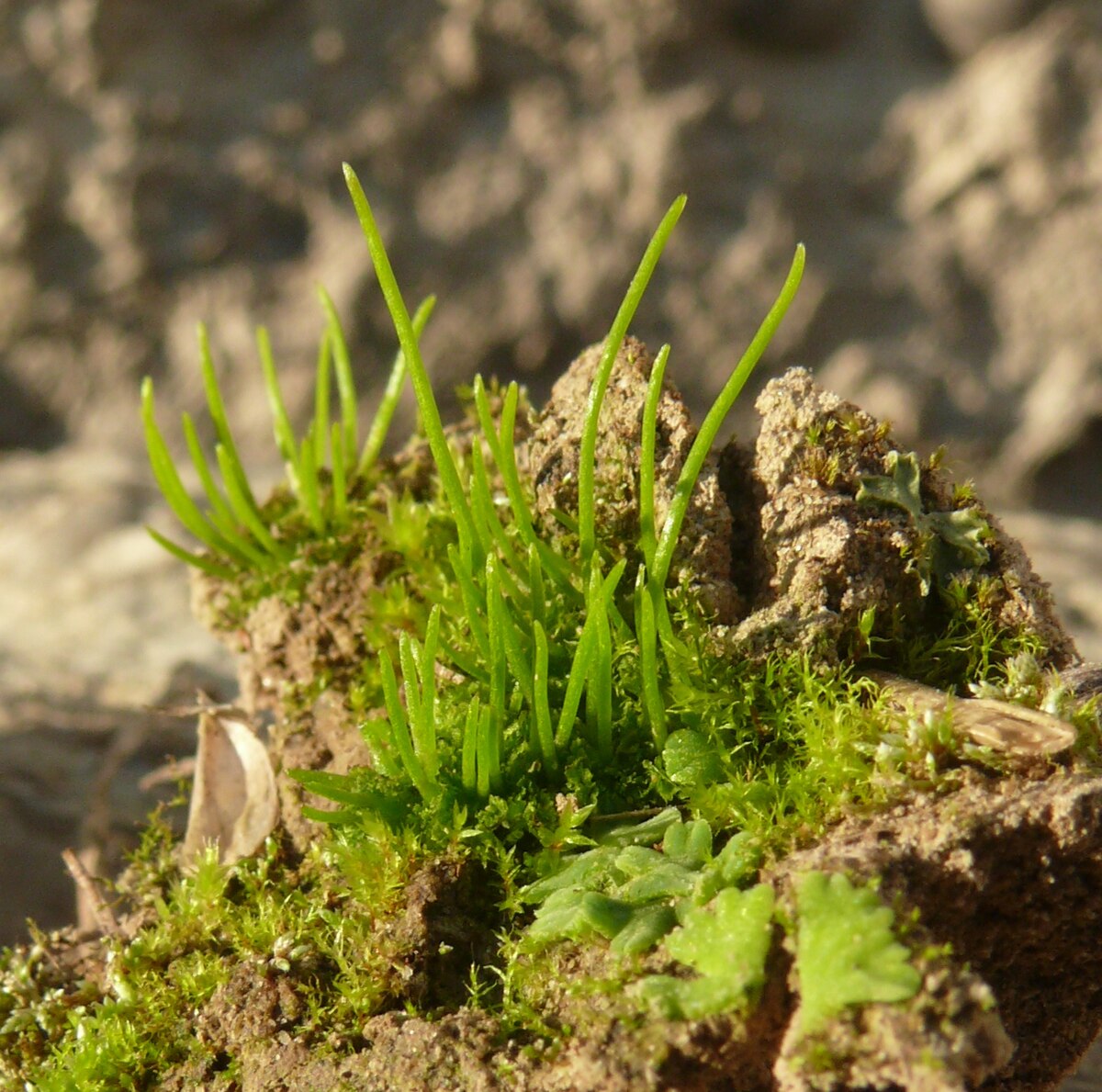 Anthoceros agrestis