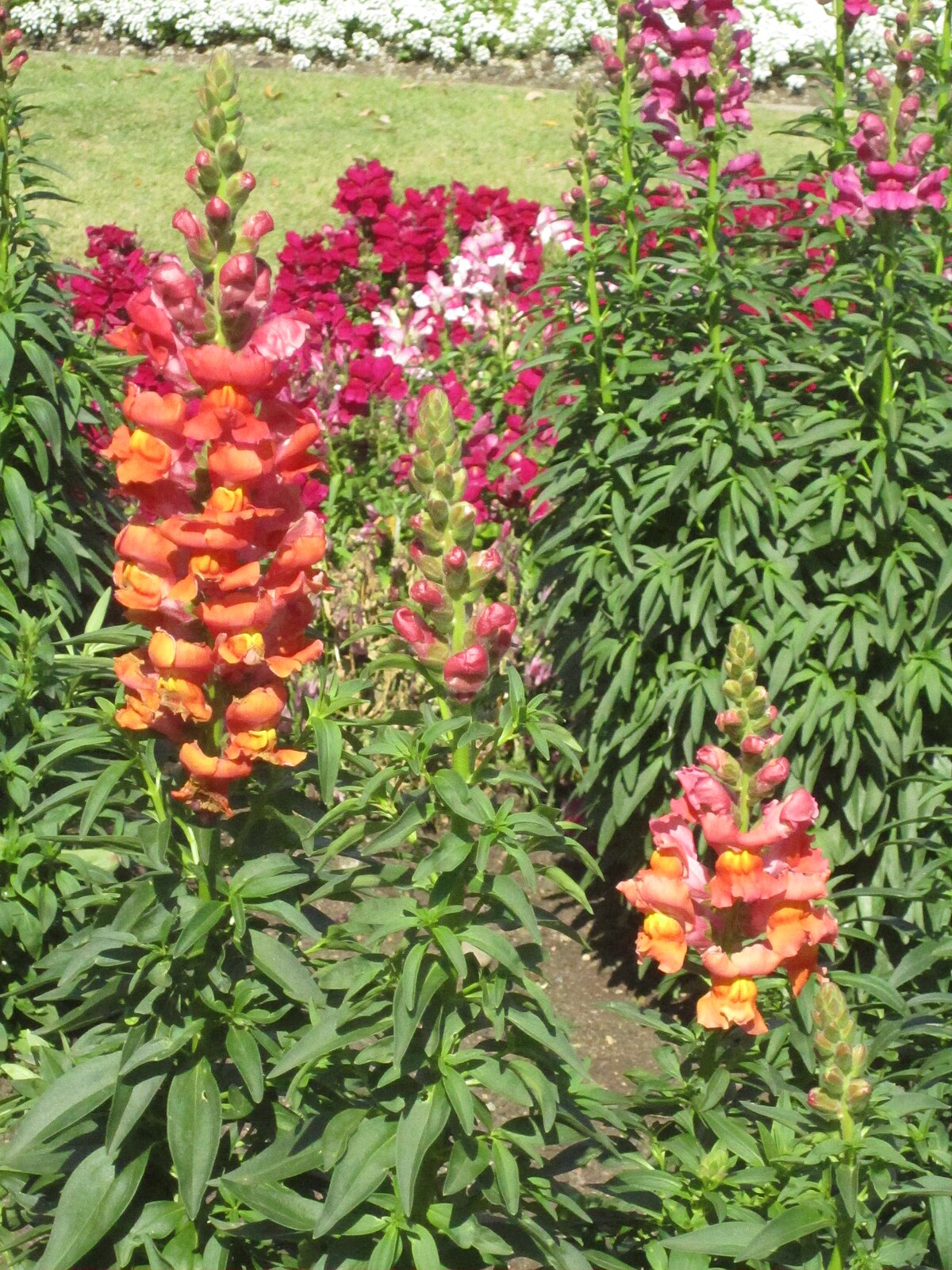 Antirrhinum majus