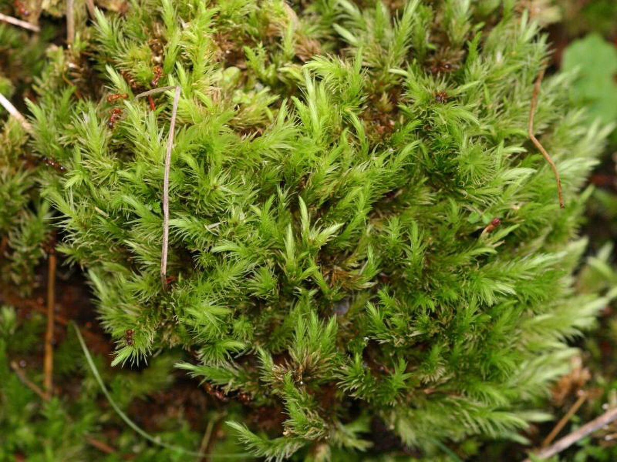 Aulacomnium palustre