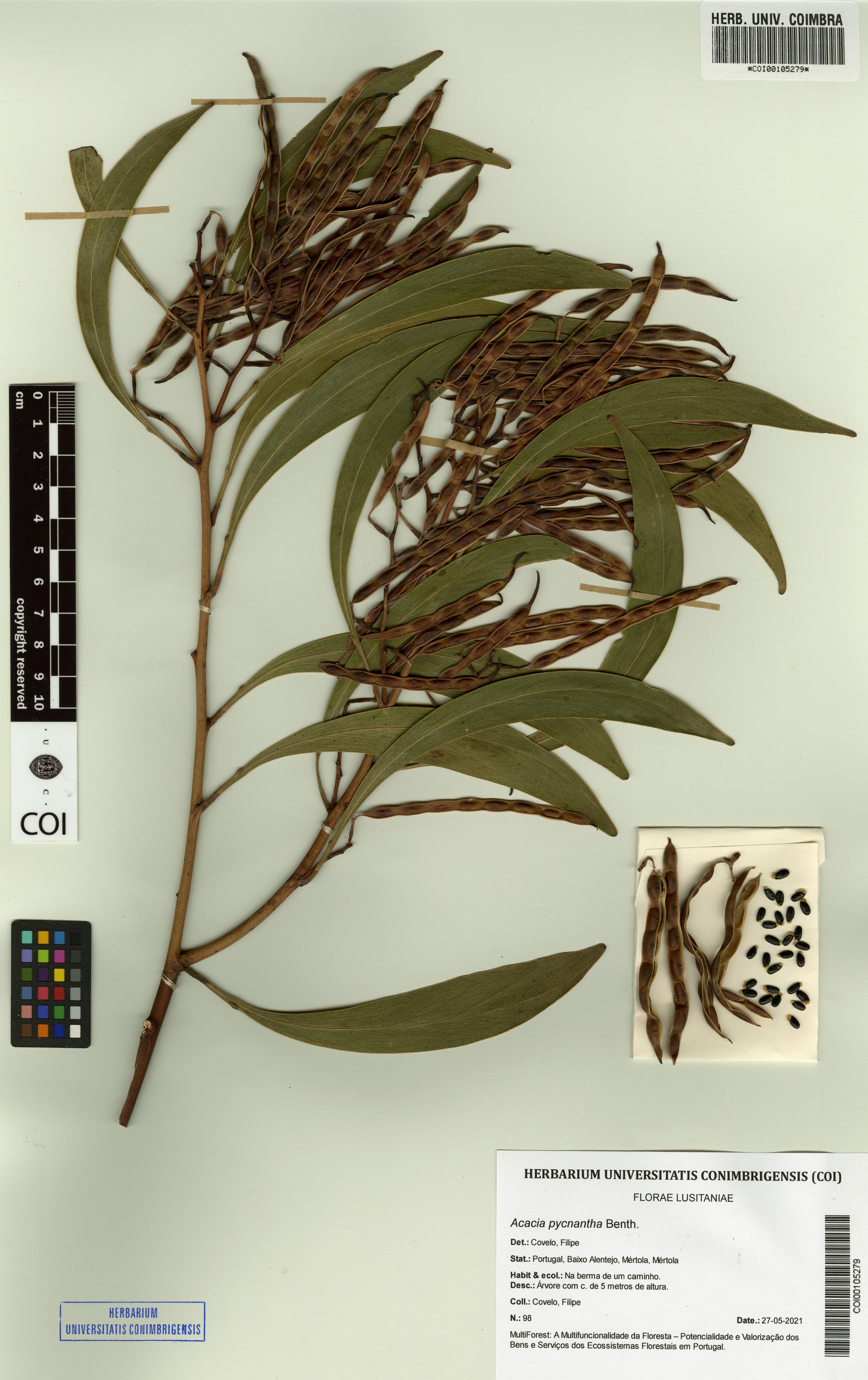 Acacia pycnantha