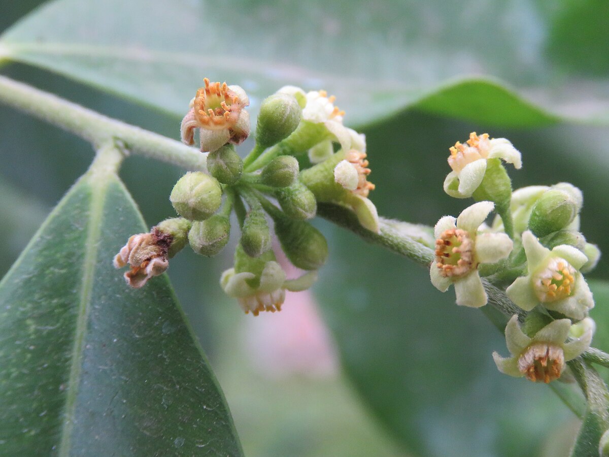 Aquilaria agallocha