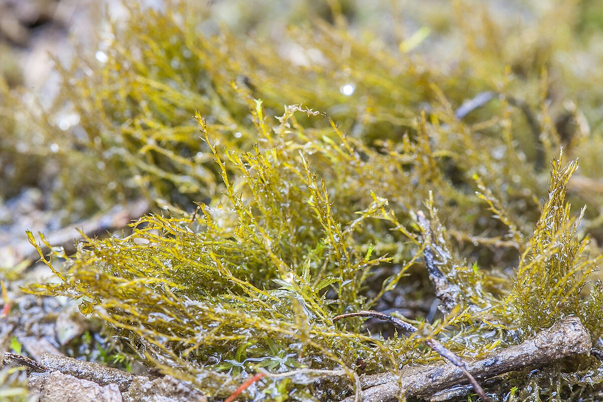 Archidium alternifolium