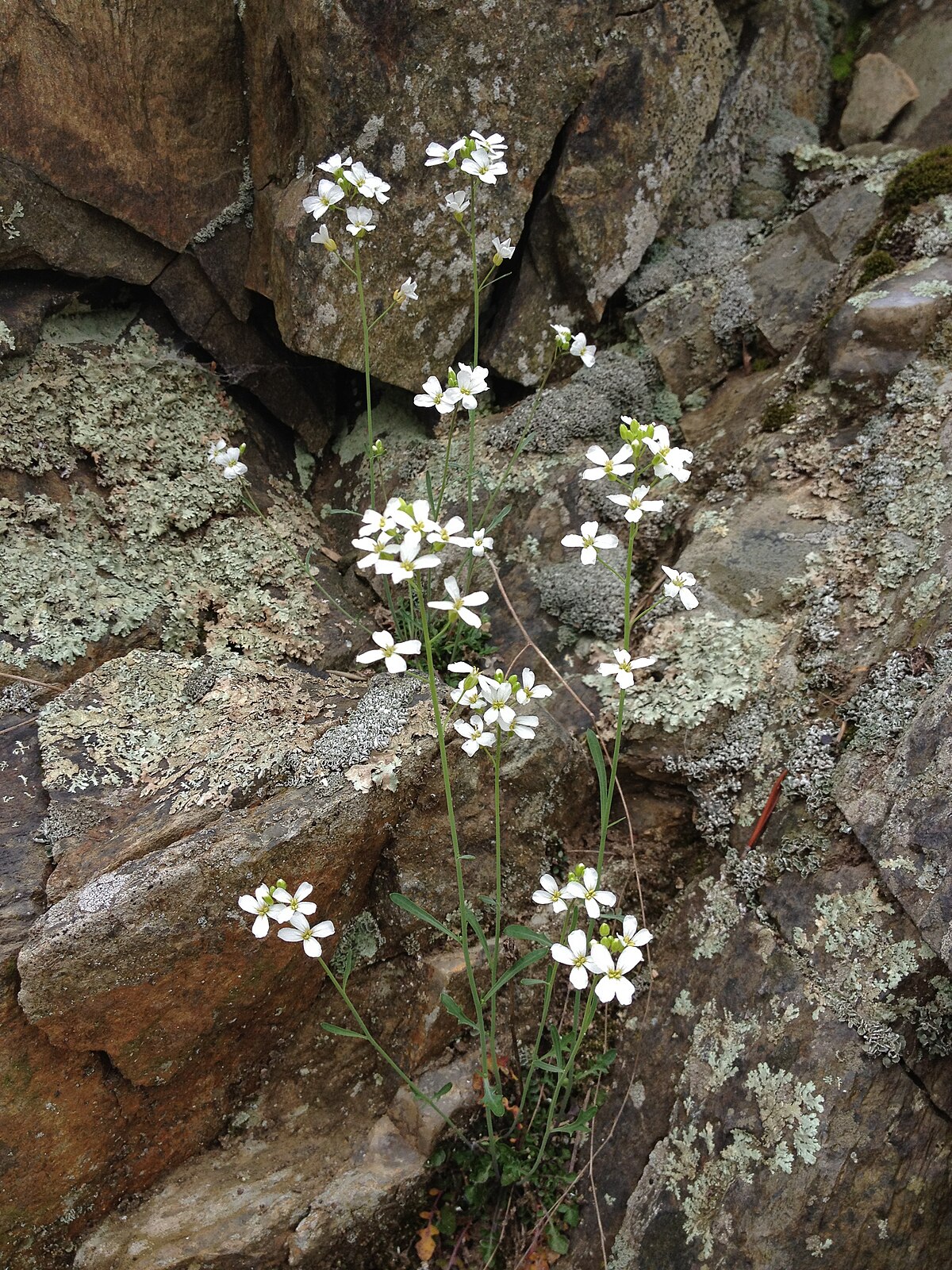 Arabidopsis lyrata