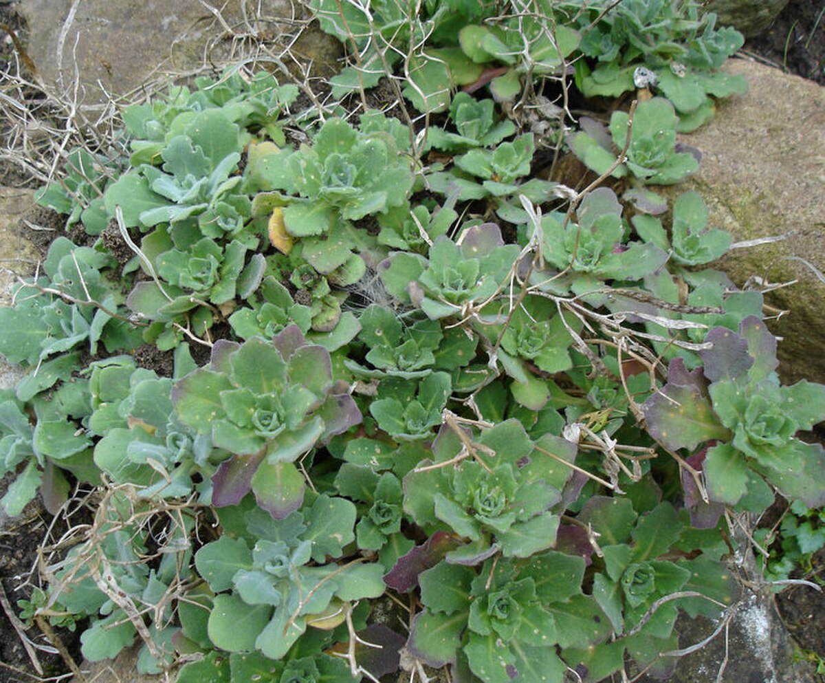 Arabis nemorensis
