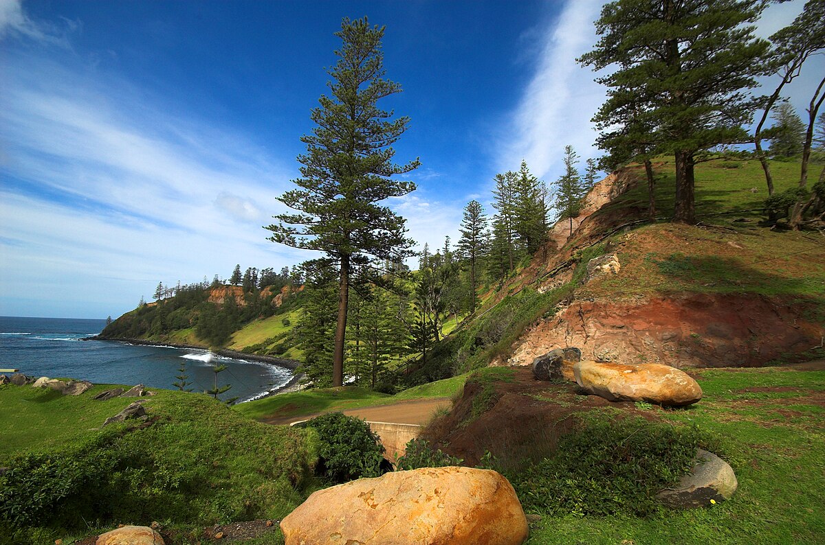 Araucaria heterophylla