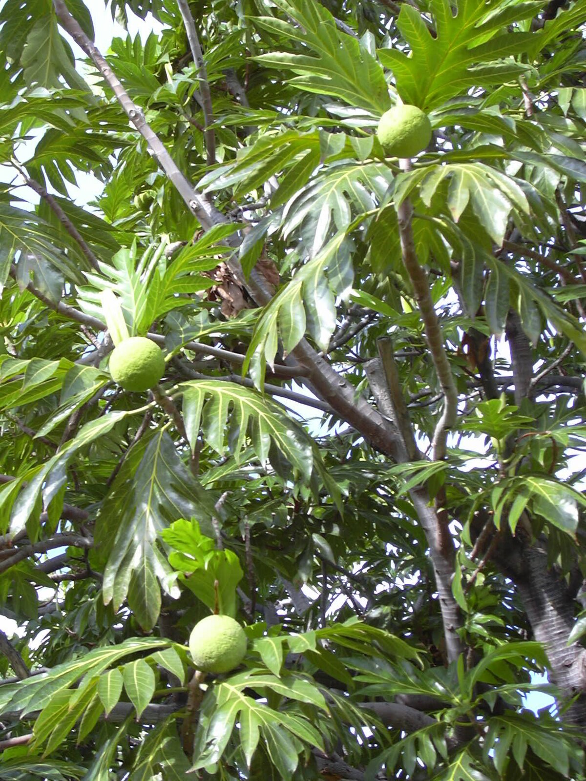 Artocarpus nanchuanensis