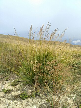 Achnatherum splendens