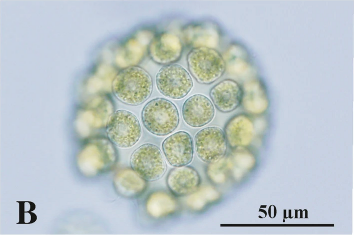 Astrephomene gubernaculifera