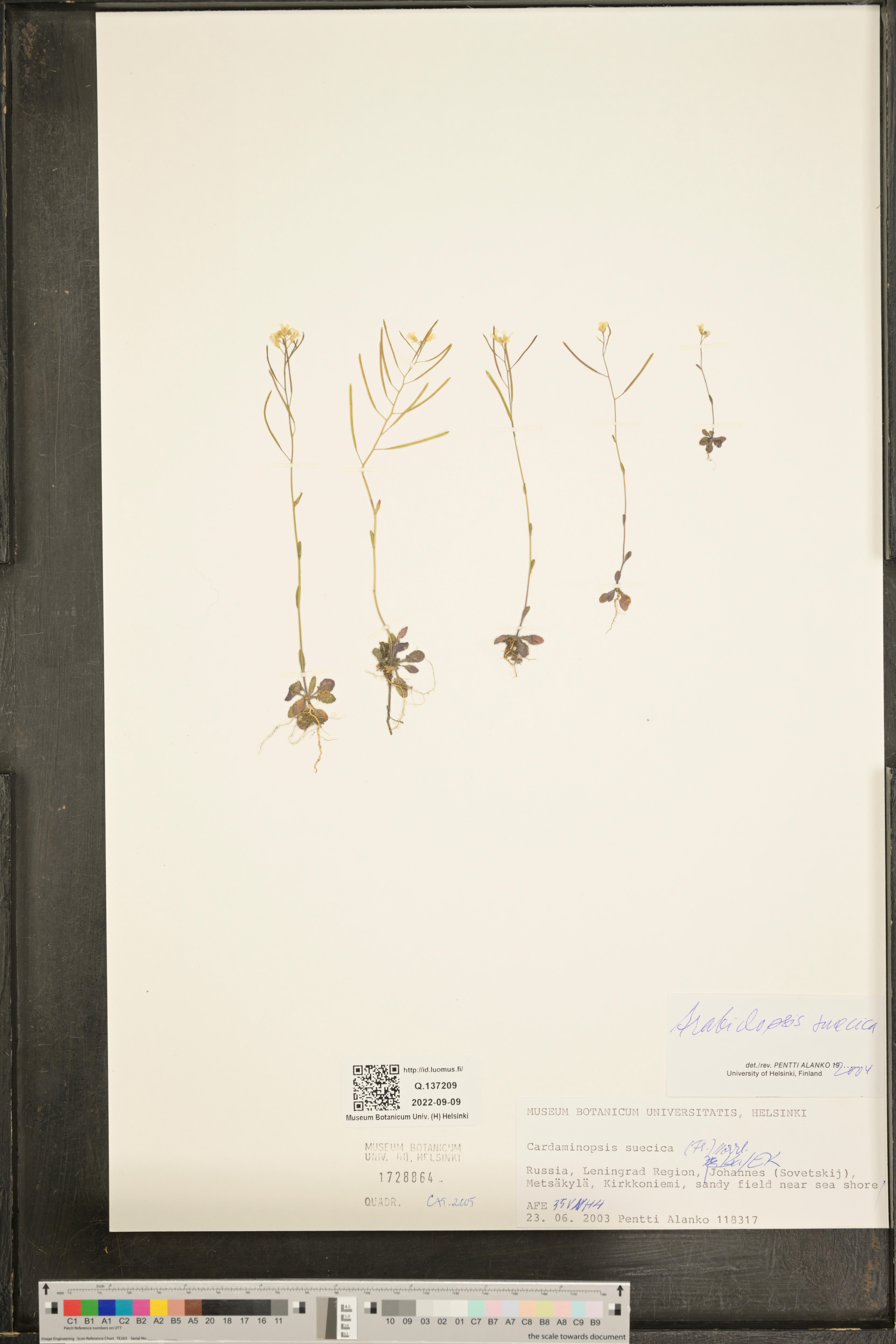 Arabidopsis suecica