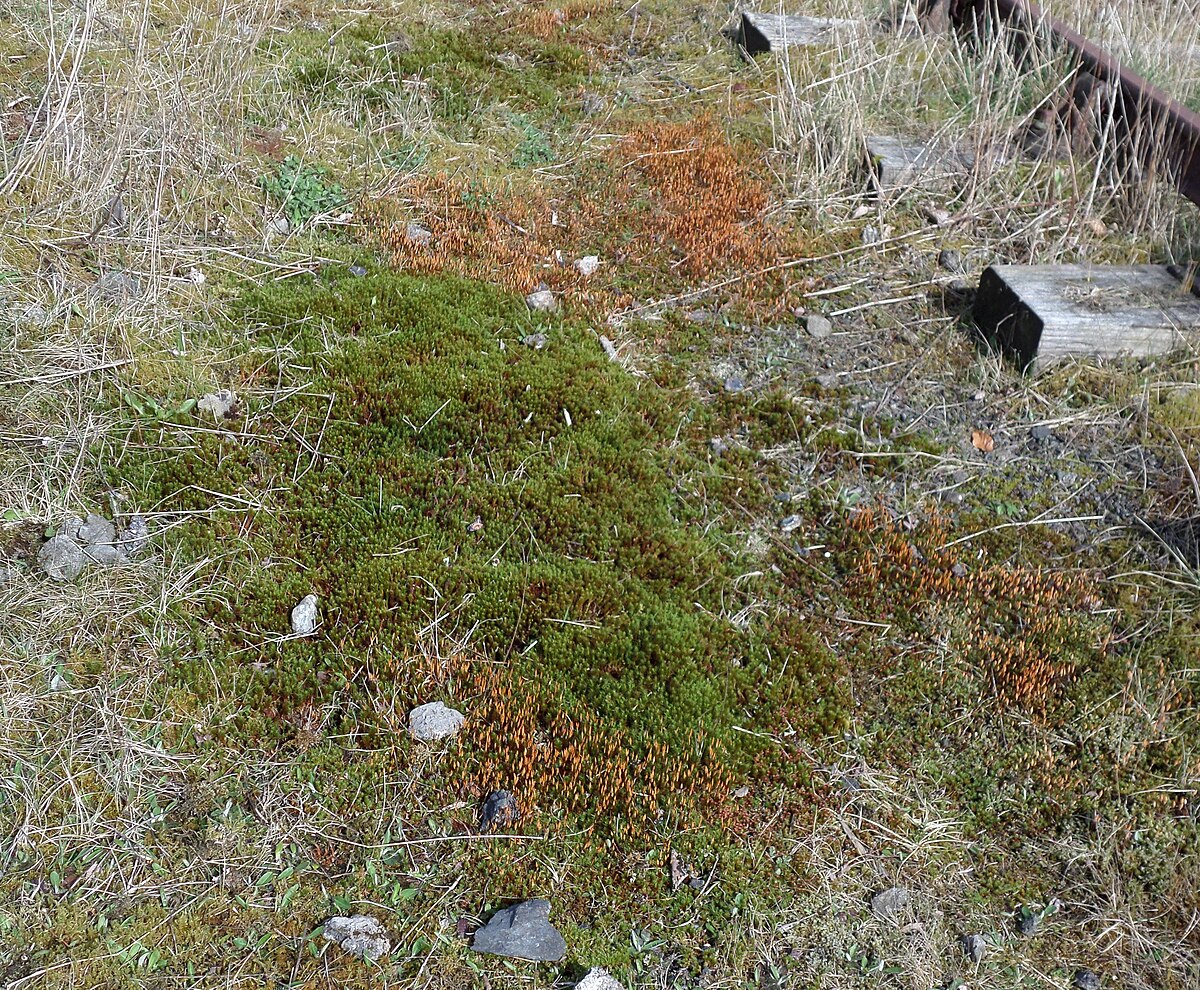 Atrichum angustatum
