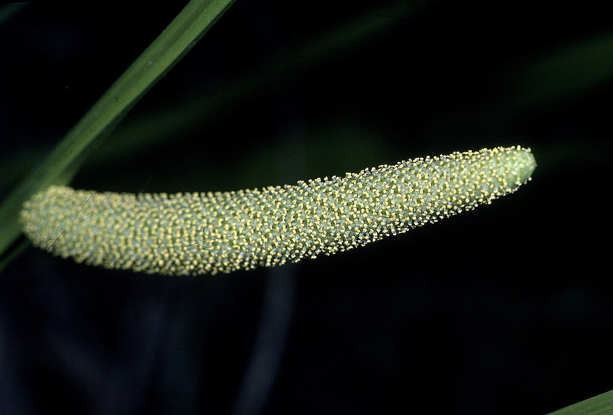Acorus tatarinowii