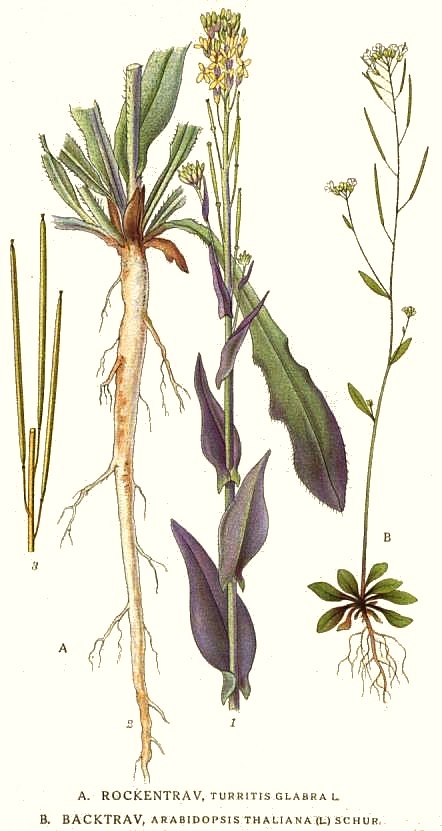 Arabidopsis thaliana Col-CEN