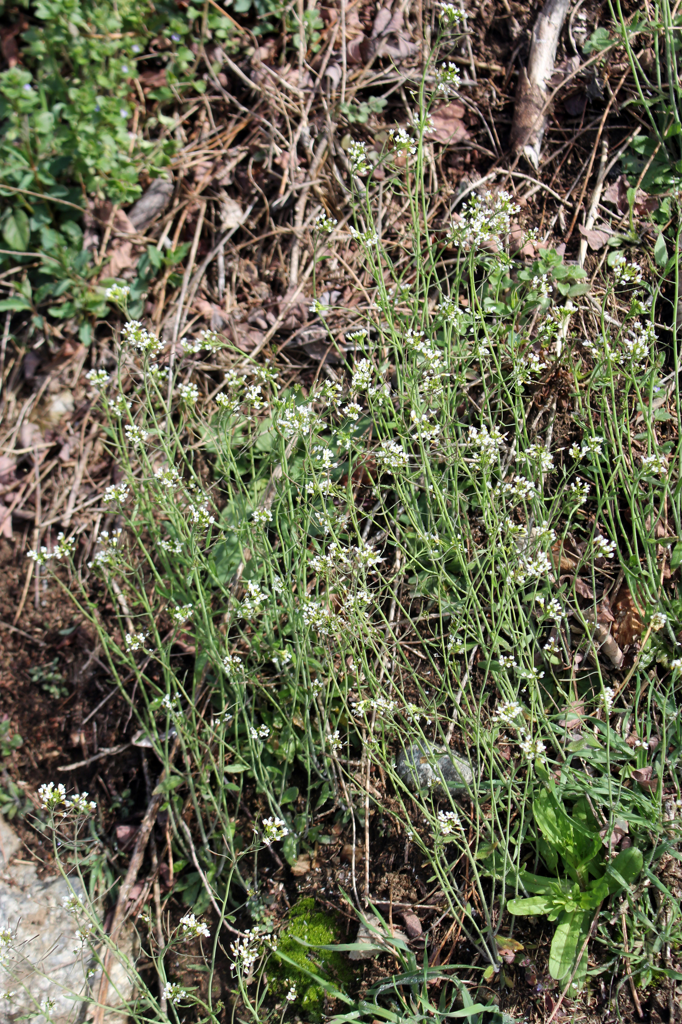 Arabidopsis thaliana Col-CEN