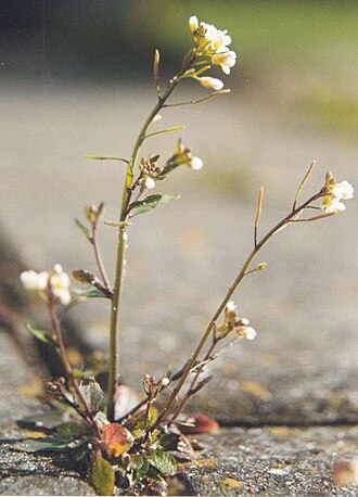 Arabidopsis thaliana An-1