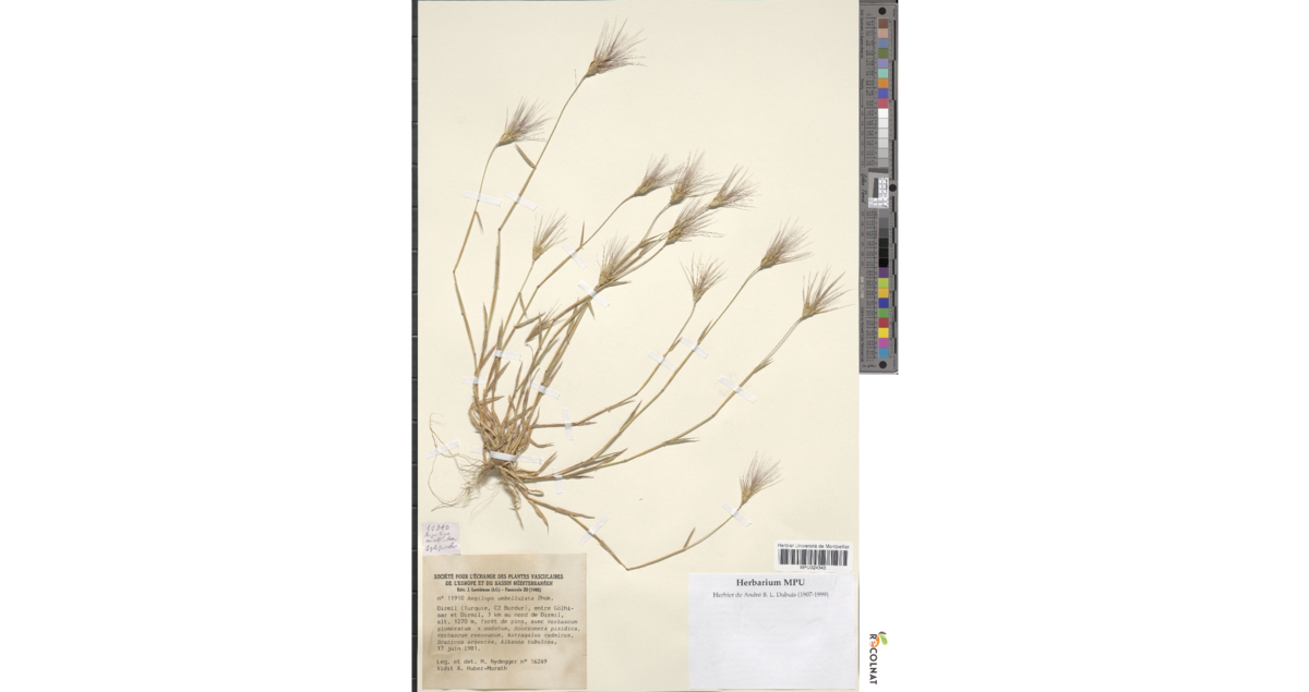 Aegilops umbellulata