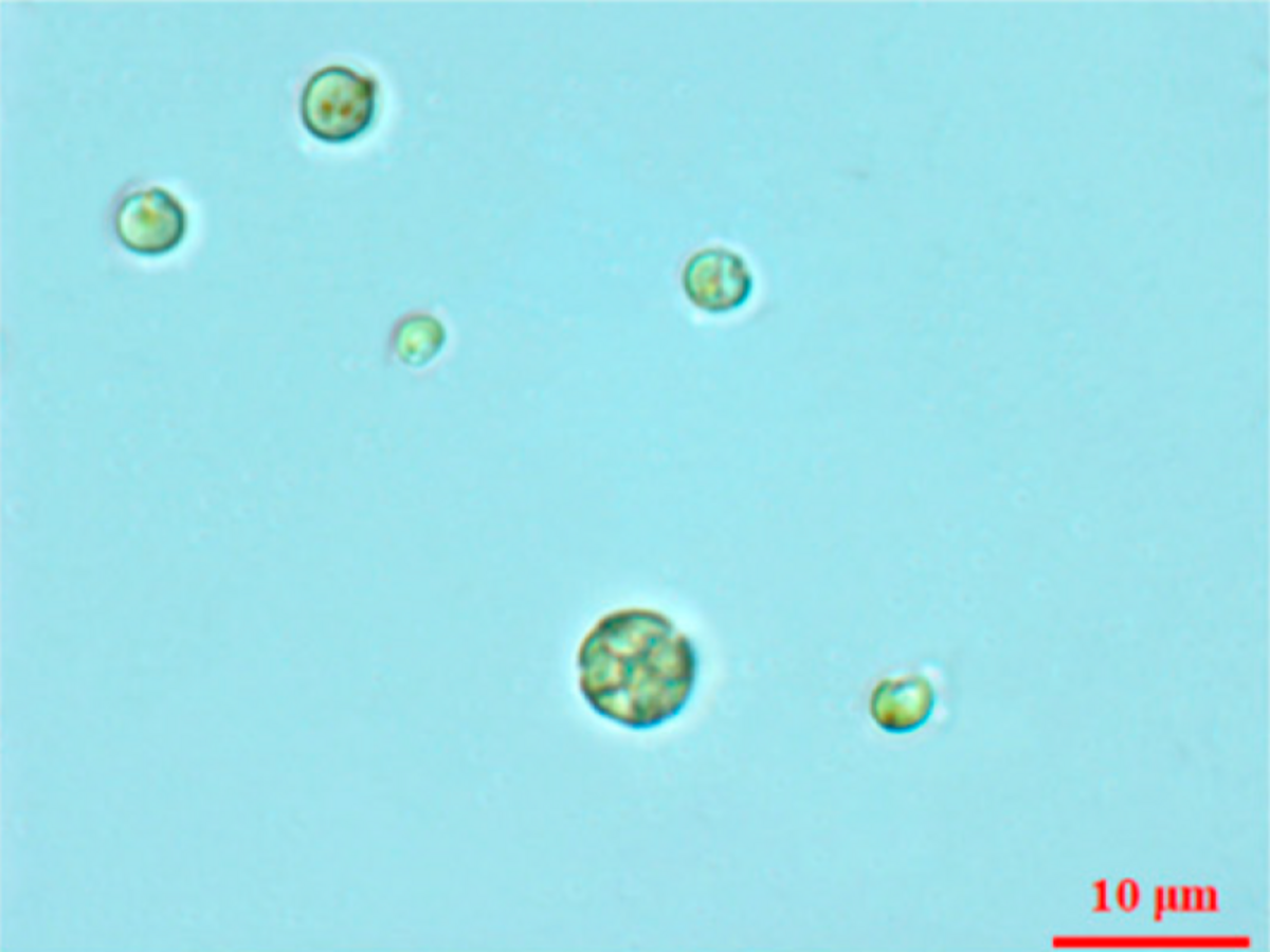 Auxenochlorella protothecoides