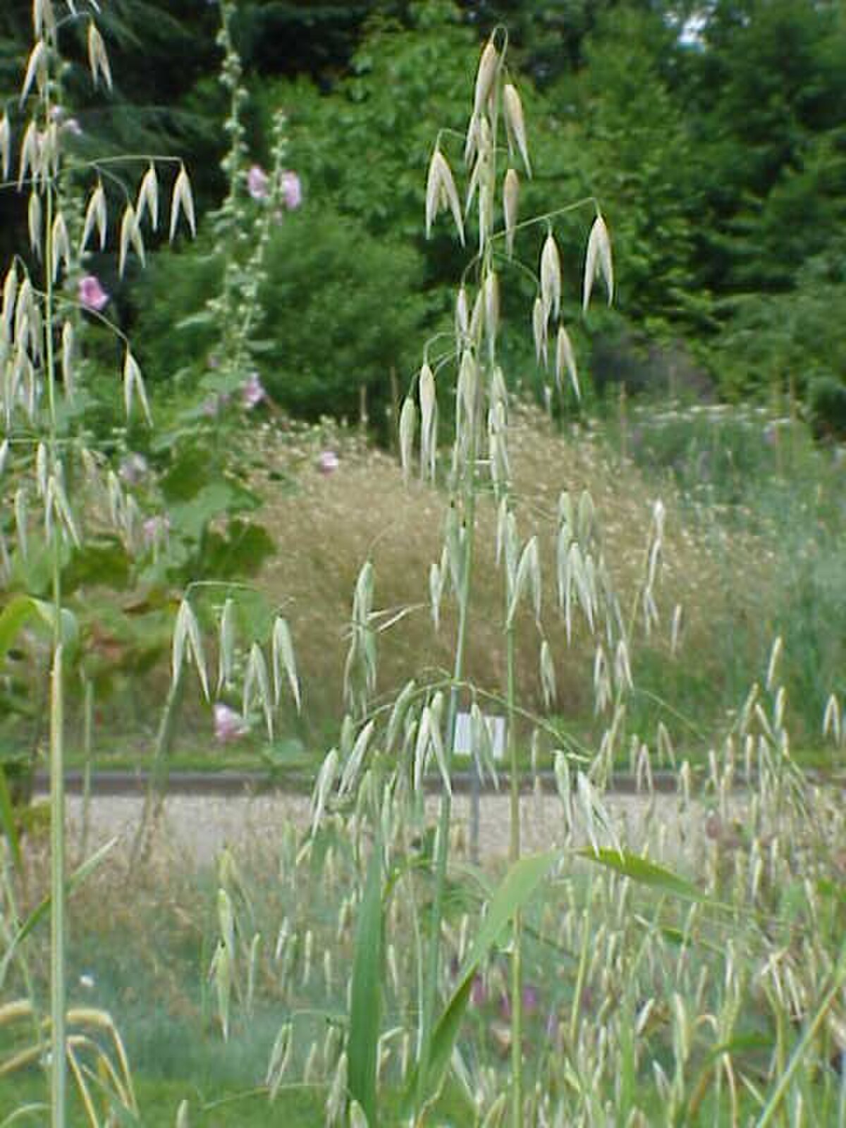 Avena eriantha