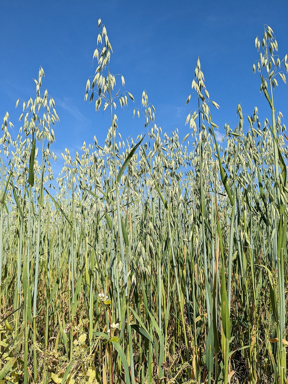 Avena sativa Marvellous