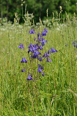 Aquilegia vulgaris