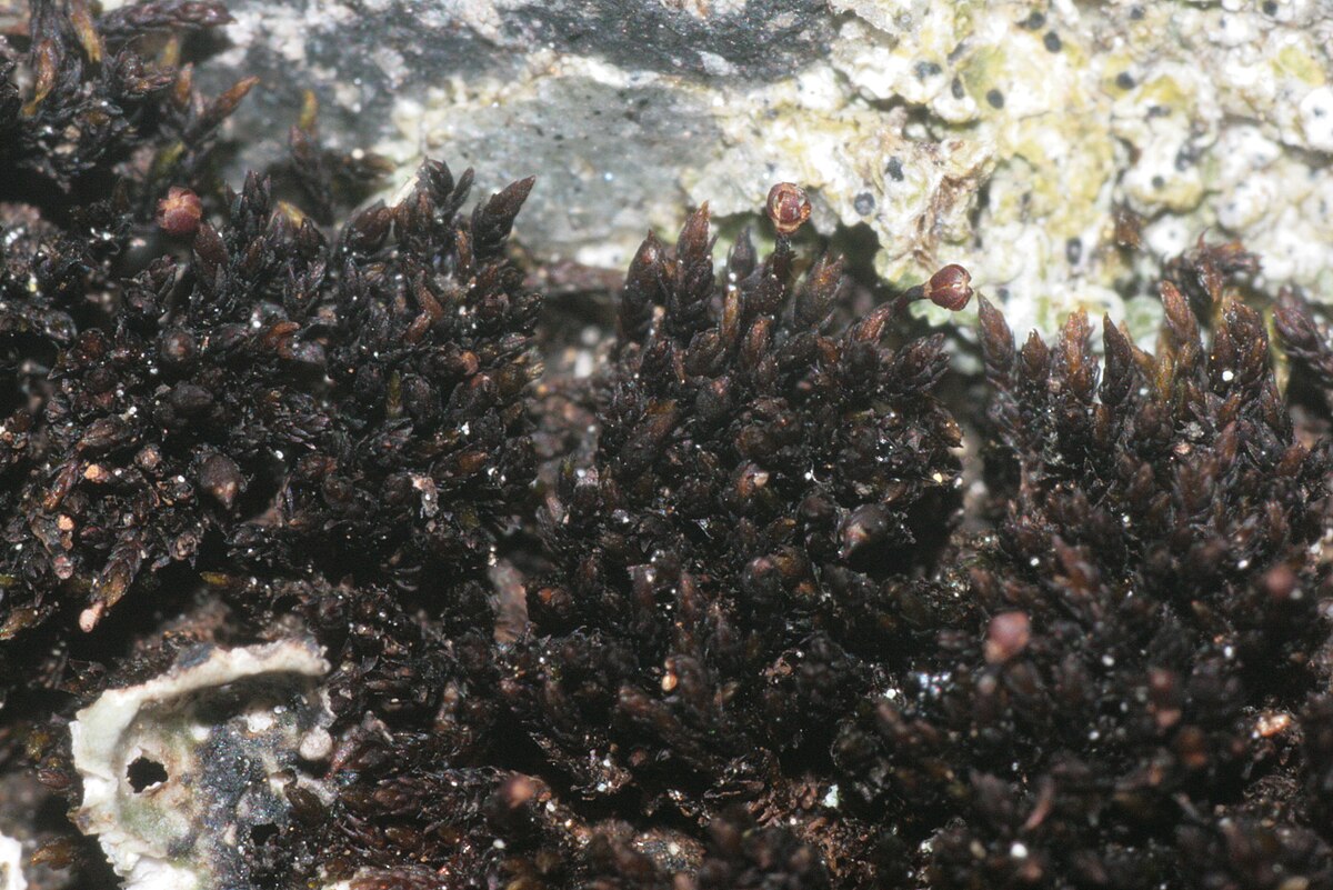 Andreaea wilsonii
