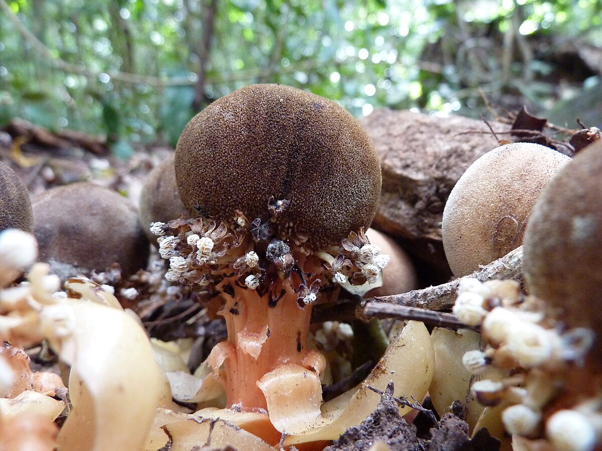 Balanophora fungosa