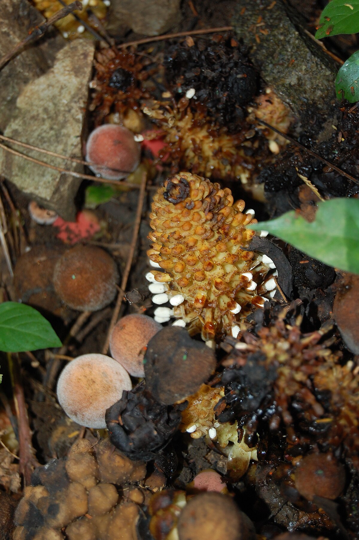 Balanophora subcupularis