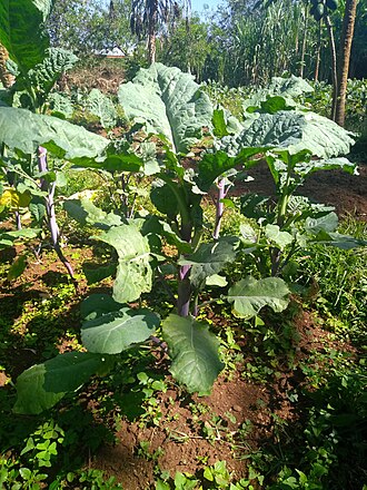 Brassica carinata