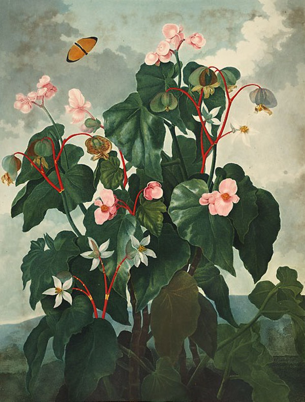 Begonia loranthoides